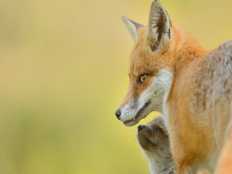嘉兴妇幼试管医生（试管婴儿取精子费用）——